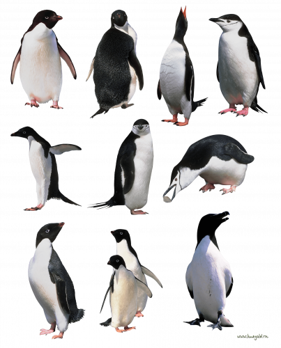 9 different penguin images