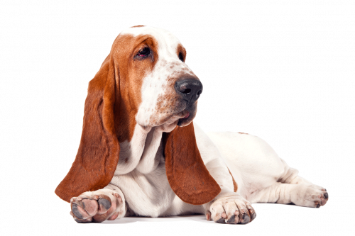 basset hound sitting on floor