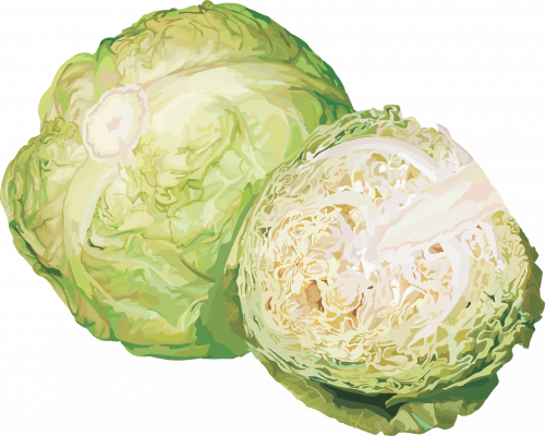 big cabbage sliced vector png