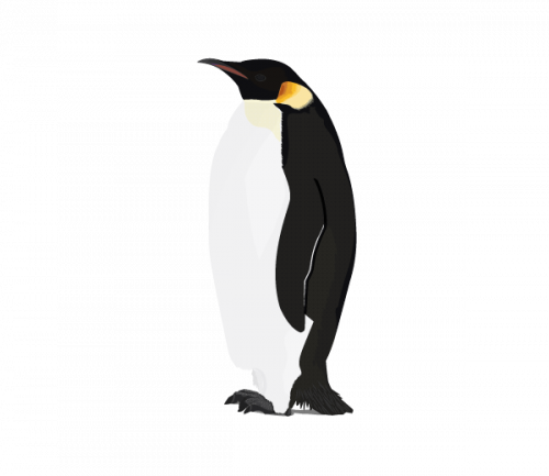 black and white penguin stand straight