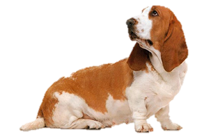 brown hair basset hound upward look