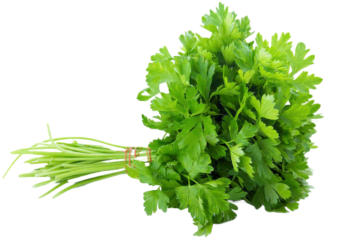 parsley, green leaf, celery vegetable parsley coriander herb, vegetable, leaf vegetable