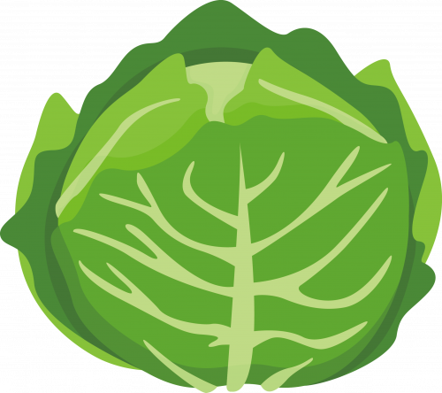 cabbage leaf vegetable illustration, cabbage drawing, green leaf cabbage