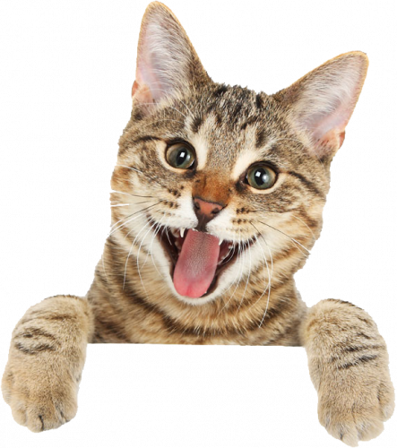 Cat illustration, Bengal cat british shorthair turkish angora kitten, cat tongue, cat like mammal, carnivoran png