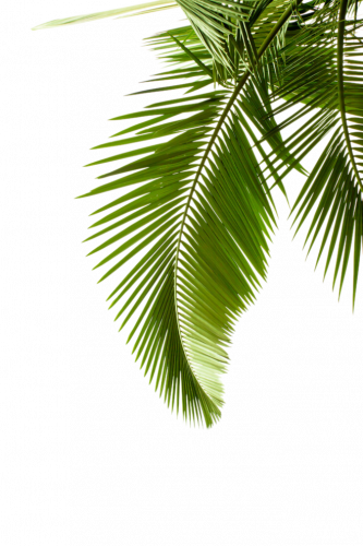 coconut plant leaves arecaceae