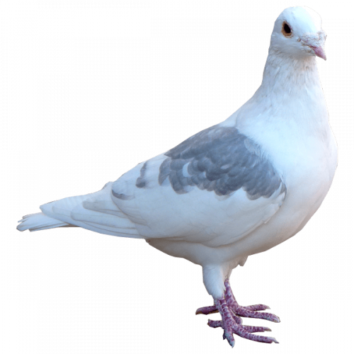 columbidae white pegion standing