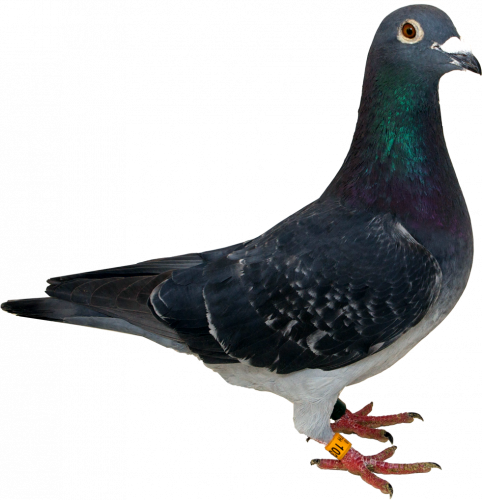 columbidae with brown eyes