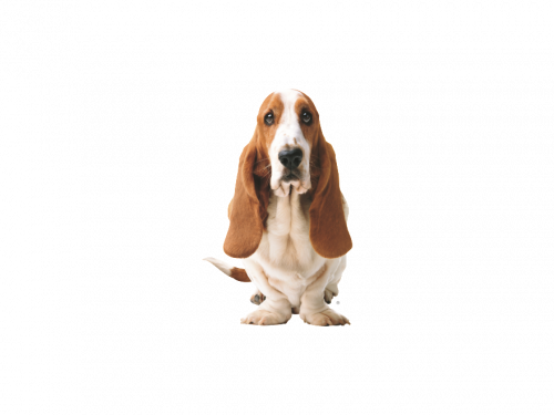 cute basset hound crazy look