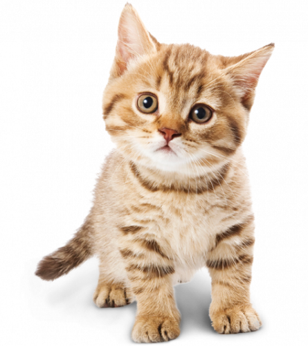 cute cat kitten, adorable golden cat, adorable mammal, cat like mammal free png