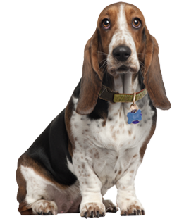 dark red hair basset hound looks straight