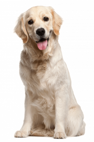 Dog grooming puppy pet, White dog, adult yellow Labrador retriever, white, animals png