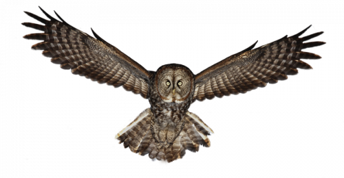 fearing owl illustration