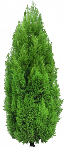 green leaf mediterranean cypress tree