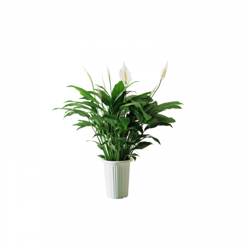 green plant in white pot