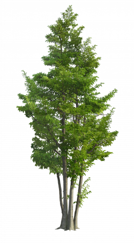 green tall tree transparent image