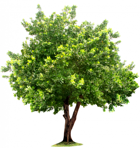 green tree with leaves