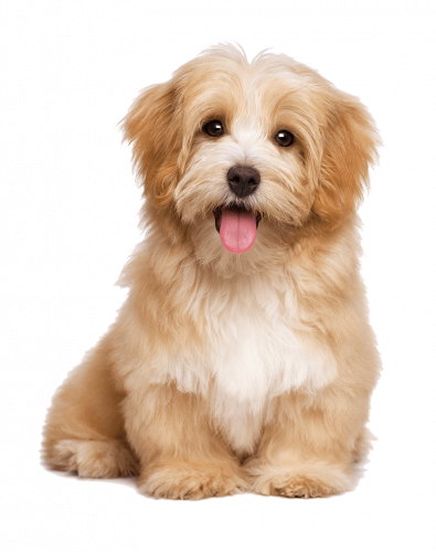 havanese pet dog sitting shitsu puppy, adorable shitsu pet dog, animals, carnivoran, shitsu dog png