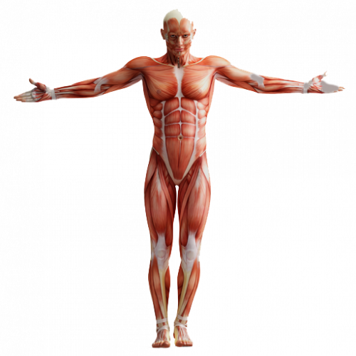 Human anatomy Muscular system Homo sapiens, physical fitness, human free png