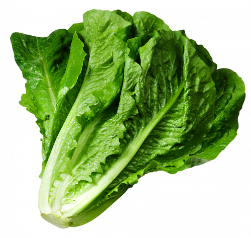 lettuce leaf green vegetable leaf, vegetable salad, green leaf, lettuce free