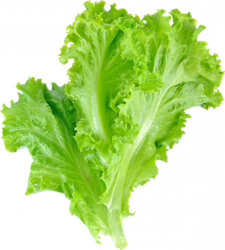 lettuce leaf vegetable salad , vegetable, leaf vegetable, romain lettuce, lettuce free png