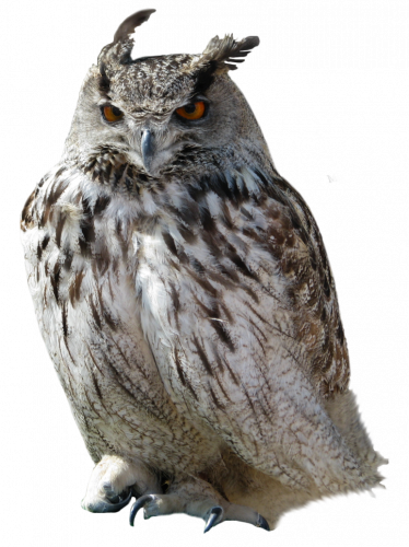 light and dark feather owl with red eyes