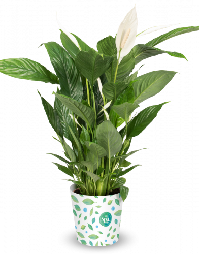 lily flowerpot house plant with design pot