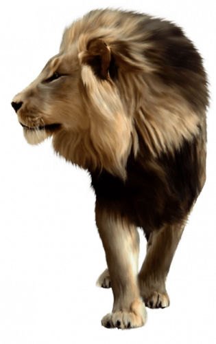 lion walks sideview