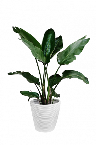 palm leaf in white pot indoor plant