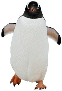 penguin straight view