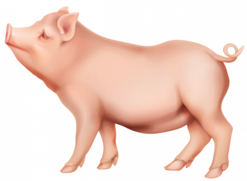 pig  standing clipart sideway