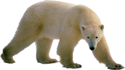 polar bear png clipart