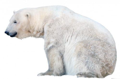 polar bear relaxing png