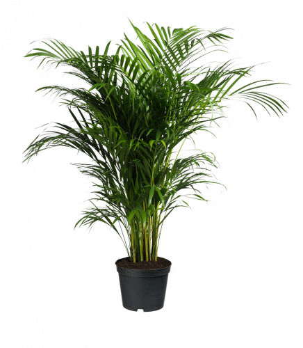 rowea forsteriana palm house plant