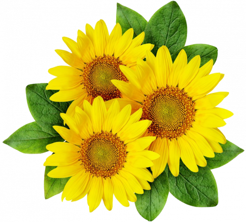 sunflower png,  sunflower yellow flower, sunflower seed, flower png free