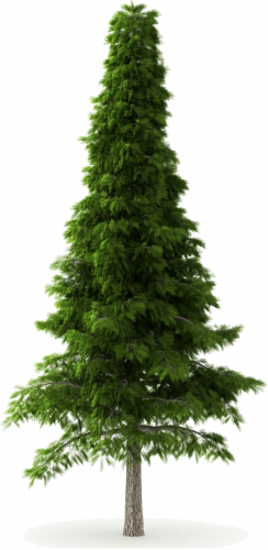 tall green pine tree deodar cedar spruce tree