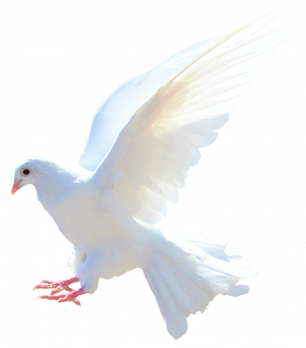 white peace pegion free transparent