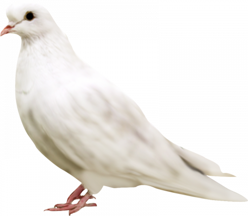 white pegion free clipart