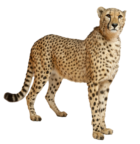 wild animal cheetah doubtfully looking around