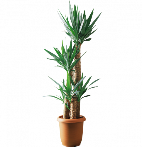 yucca filamentosa bamboo tree plant