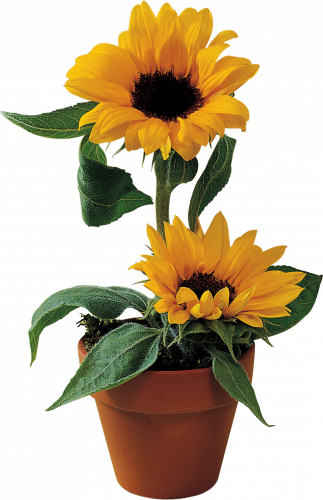 yellow sunflower, sunflower flowerpot, flower sunflower, sunny, flower, sunflower seed png